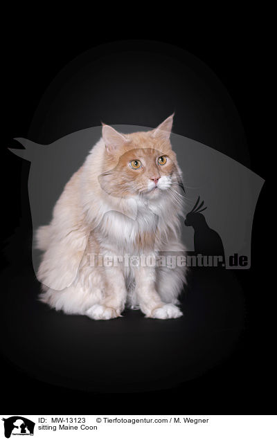 sitting Maine Coon / MW-13123