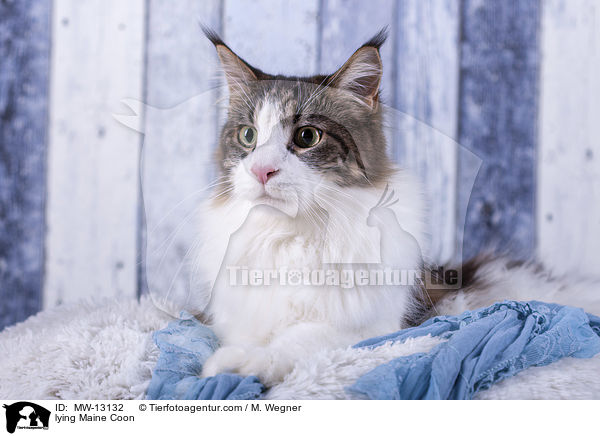 lying Maine Coon / MW-13132