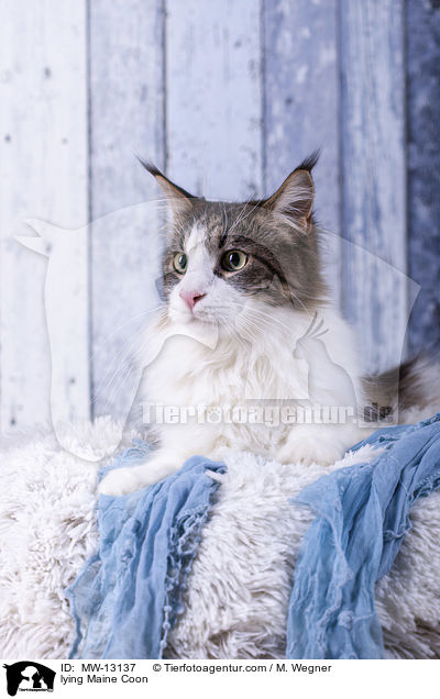 lying Maine Coon / MW-13137