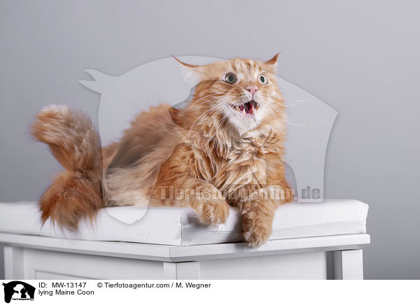 lying Maine Coon / MW-13147