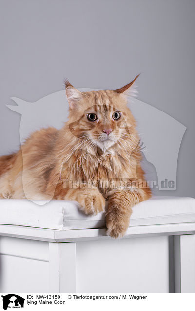 lying Maine Coon / MW-13150