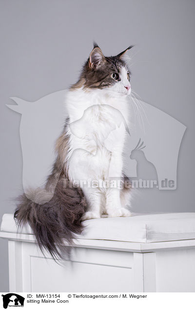 sitting Maine Coon / MW-13154