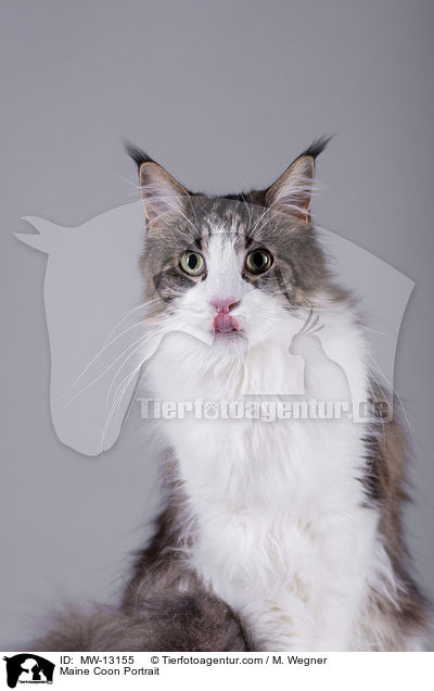Maine Coon Portrait / MW-13155