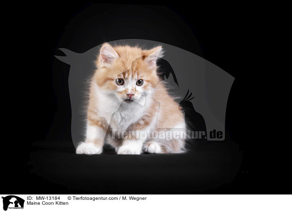 Maine Coon Kitten / MW-13184
