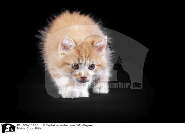 Maine Coon Kitten / MW-13185