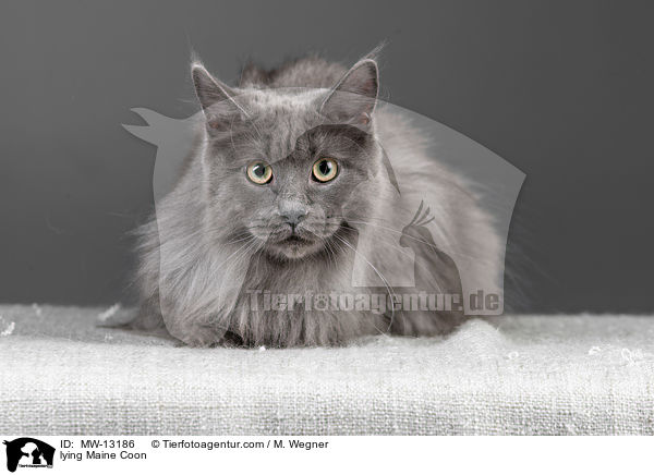 lying Maine Coon / MW-13186
