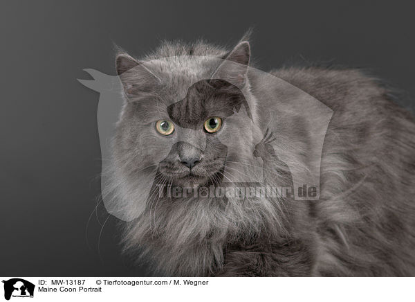 Maine Coon Portrait / MW-13187