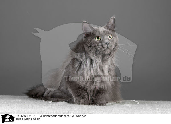 sitting Maine Coon / MW-13188