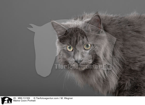 Maine Coon Portrait / MW-13189