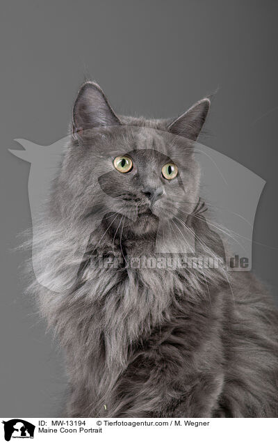 Maine Coon Portrait / MW-13194