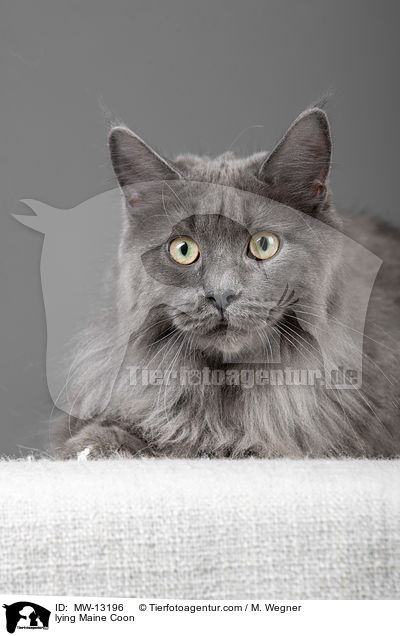 lying Maine Coon / MW-13196