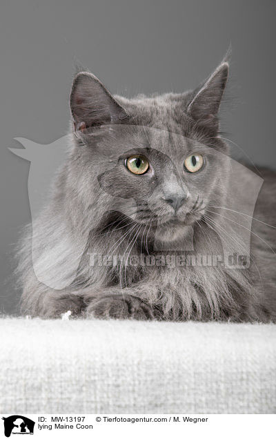 lying Maine Coon / MW-13197