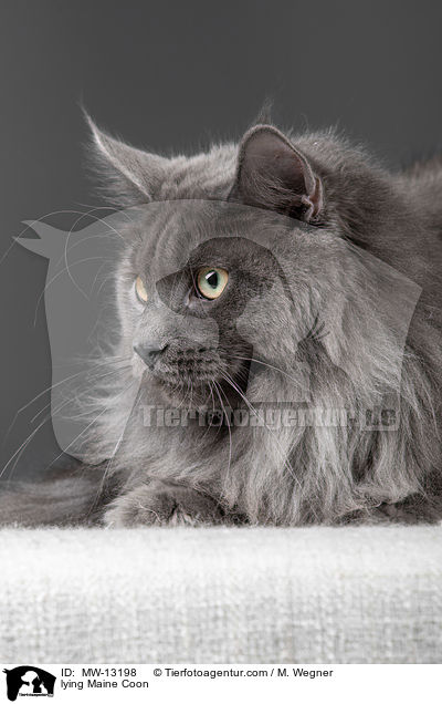 lying Maine Coon / MW-13198
