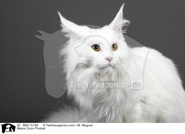 Maine Coon Portrait / MW-13199