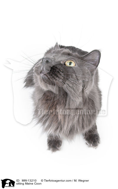 sitting Maine Coon / MW-13210