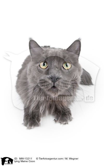 lying Maine Coon / MW-13211