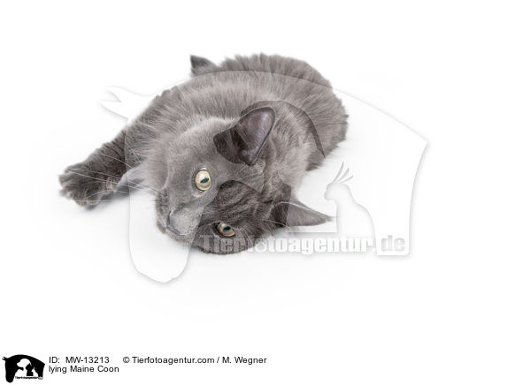 lying Maine Coon / MW-13213