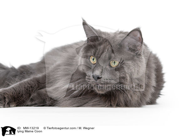 lying Maine Coon / MW-13219