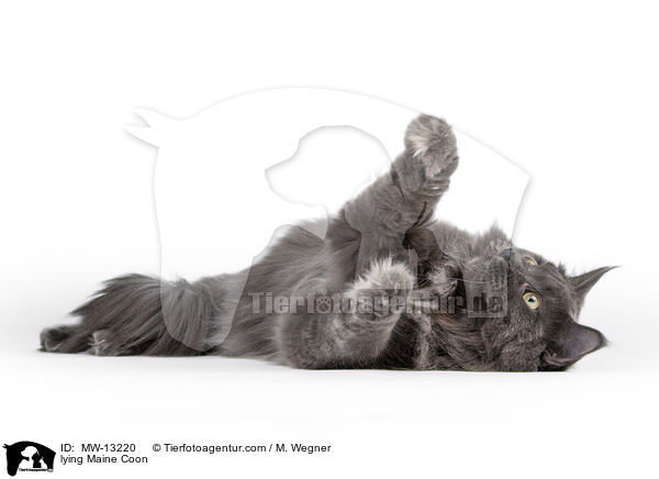lying Maine Coon / MW-13220
