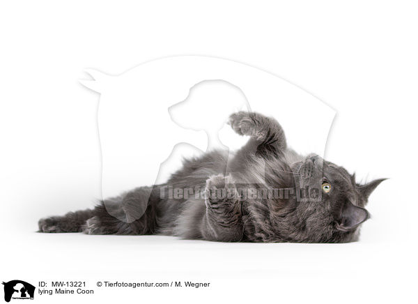 lying Maine Coon / MW-13221