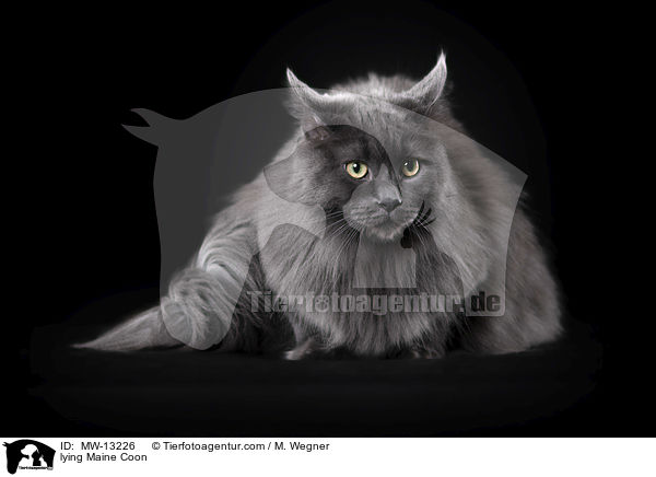 lying Maine Coon / MW-13226