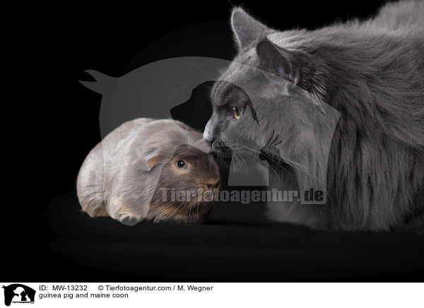 guinea pig and maine coon / MW-13232