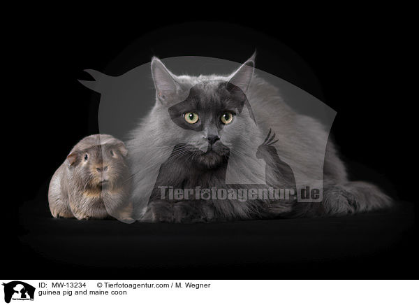 Meerschweinchen und Maine Coon / guinea pig and maine coon / MW-13234