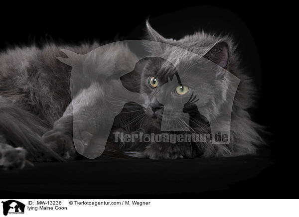 lying Maine Coon / MW-13236