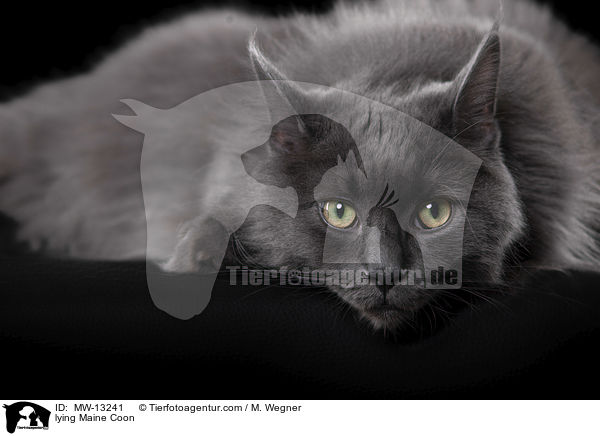 lying Maine Coon / MW-13241