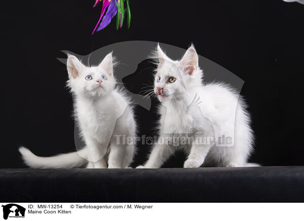 Maine Coon Kitten / MW-13254