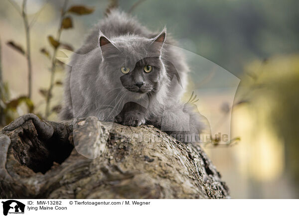 lying Maine Coon / MW-13282