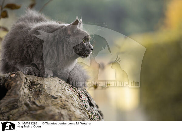 lying Maine Coon / MW-13283