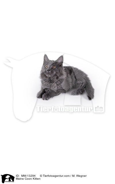 Maine Coon Kitten / MW-13294