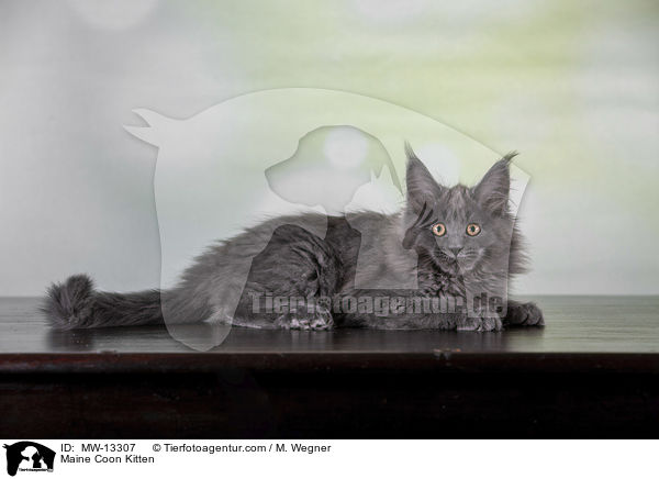 Maine Coon Kitten / MW-13307