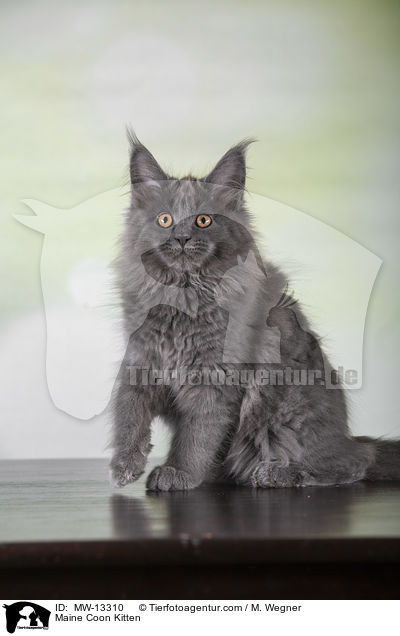 Maine Coon Kitten / MW-13310