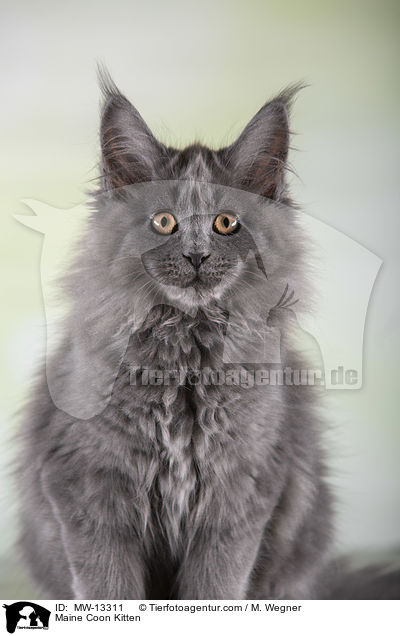 Maine Coon Kitten / MW-13311