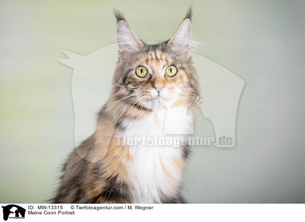 Maine Coon Portrait / Maine Coon Portrait / MW-13315