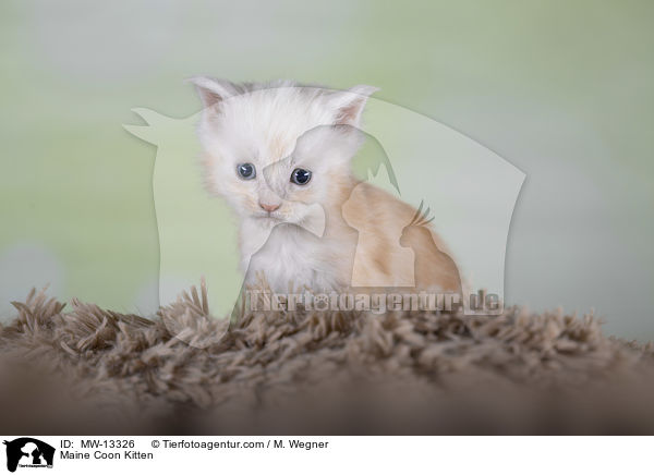 Maine Coon Kitten / MW-13326