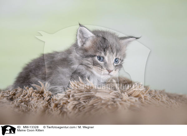 Maine Coon Kitten / MW-13328