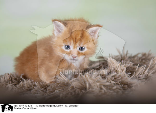 Maine Coon Kitten / MW-13331