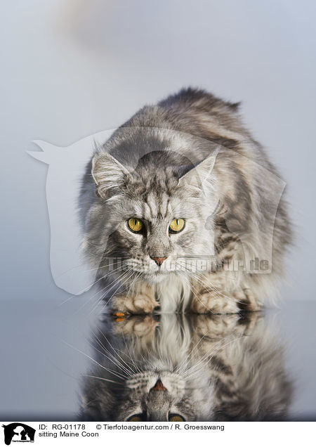 sitzende Maine Coon / sitting Maine Coon / RG-01178