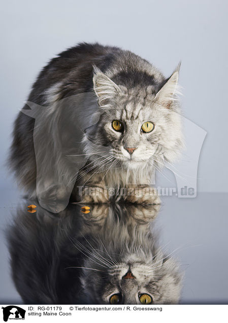 sitzende Maine Coon / sitting Maine Coon / RG-01179