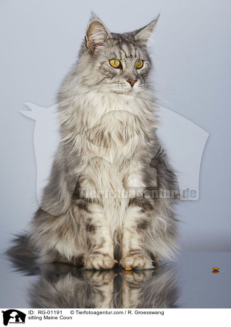 sitting Maine Coon / RG-01191