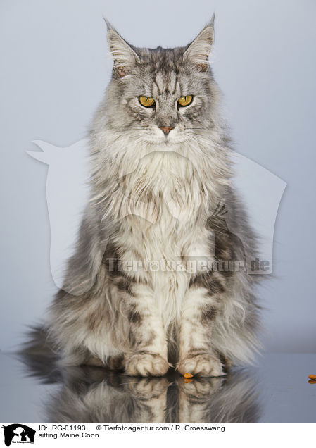 sitting Maine Coon / RG-01193
