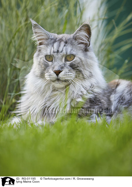 lying Maine Coon / RG-01195