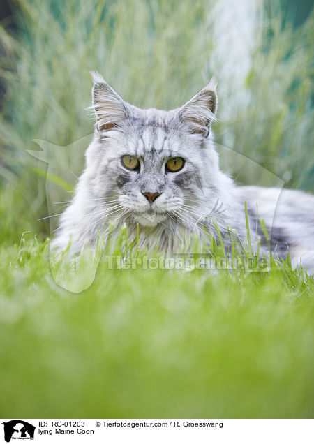 lying Maine Coon / RG-01203