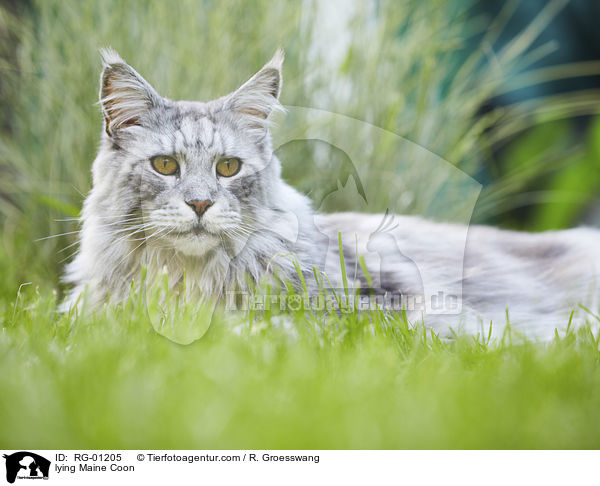 lying Maine Coon / RG-01205