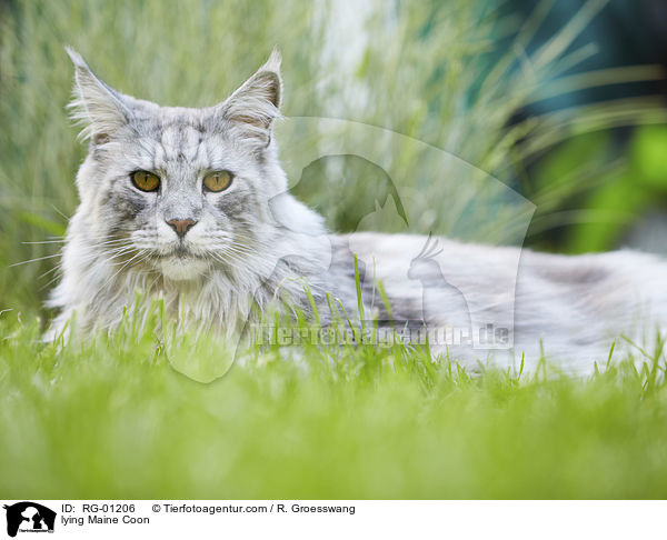 liegende Maine Coon / lying Maine Coon / RG-01206