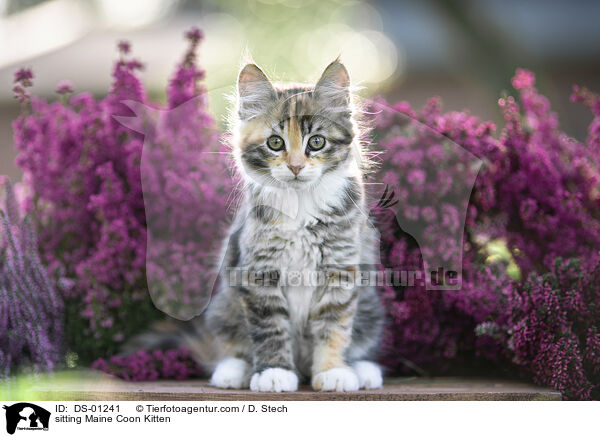 sitting Maine Coon Kitten / DS-01241