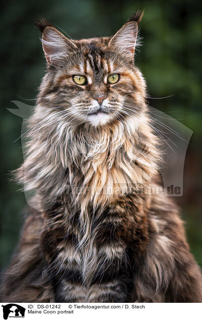 Maine Coon portrait / DS-01242